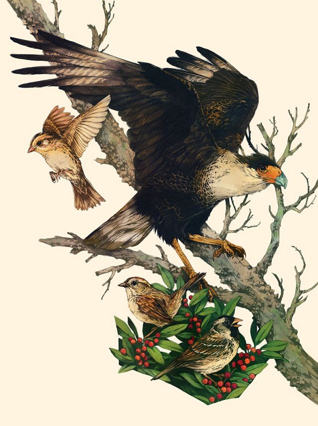 an illustrattion of birds in winter