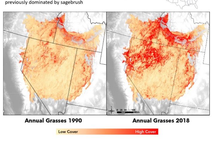 Wildfires lead to invasive grass growth.