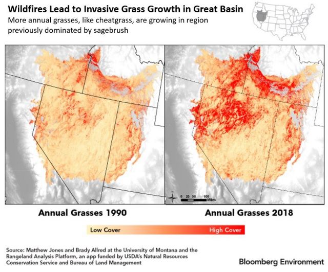 Wildfires lead to invasive grass growth.