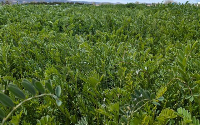 Sainfoin
