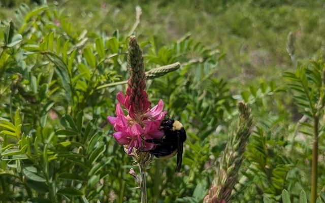 A pink flower sprouting in a field of green grass.