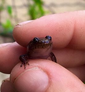 A hand holding a small salamander.