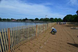 A volunteer plants marsh grass along a shoreline.
