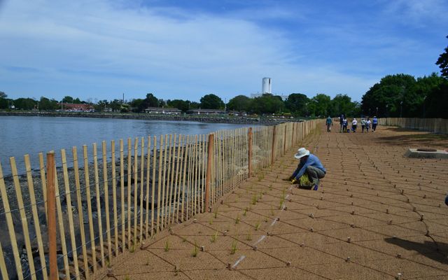 A person kneels on the ground planting marsh grass on top of a fiber math, with a makeshift fence up between them and the shoreline.