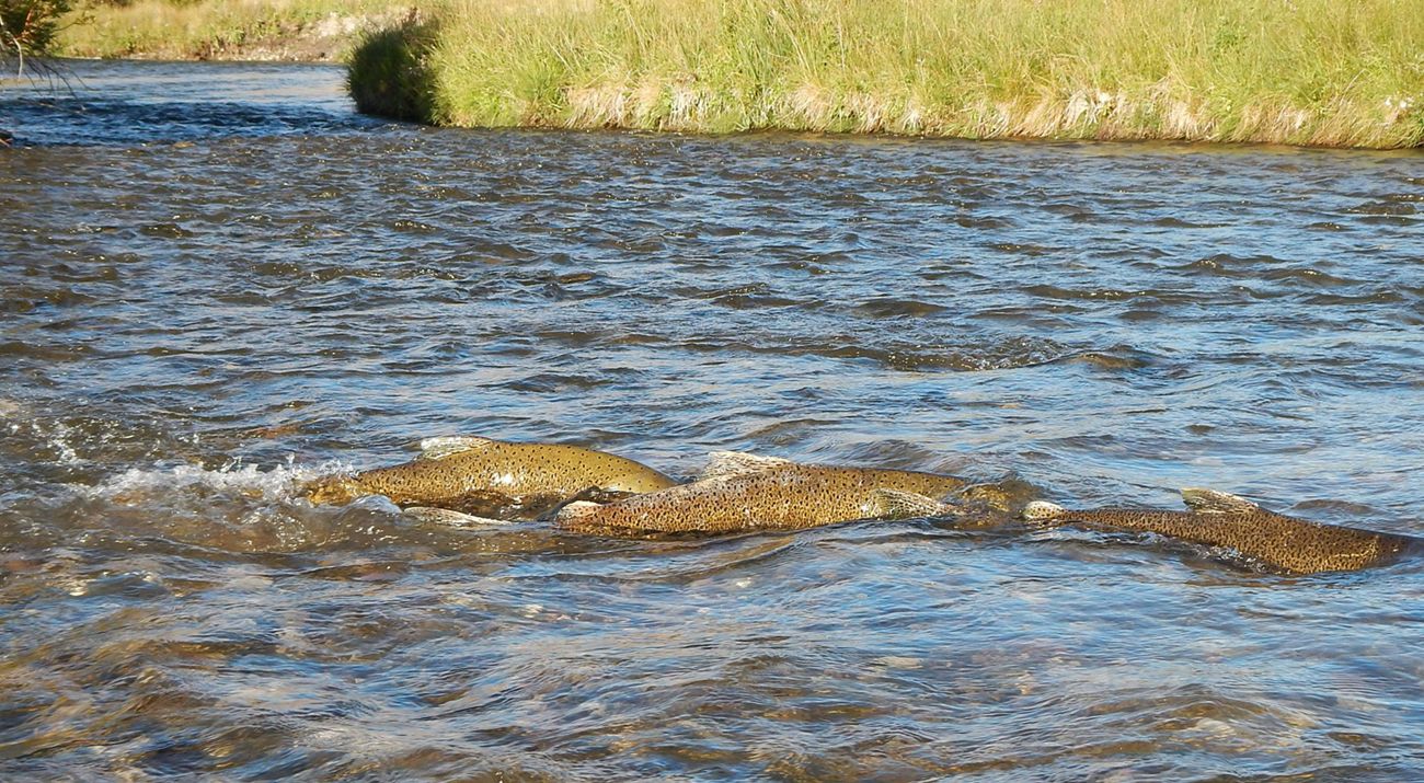 Three salmon swimming in water.