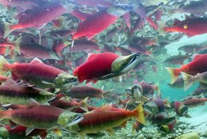 Underwater view of a school of wild sockeye salmon, fish with a red body and green pointy snout, swimming in the ocean.