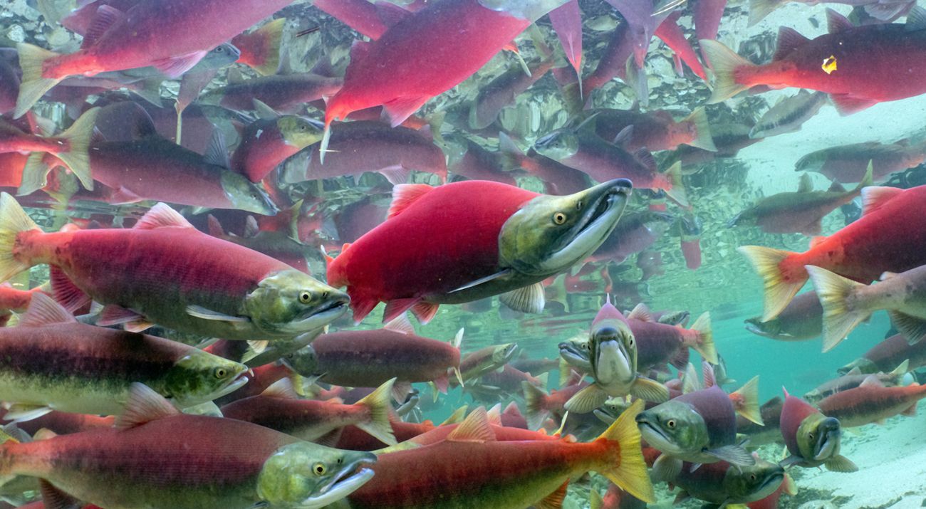 An underwater image of salmon swimming through water.