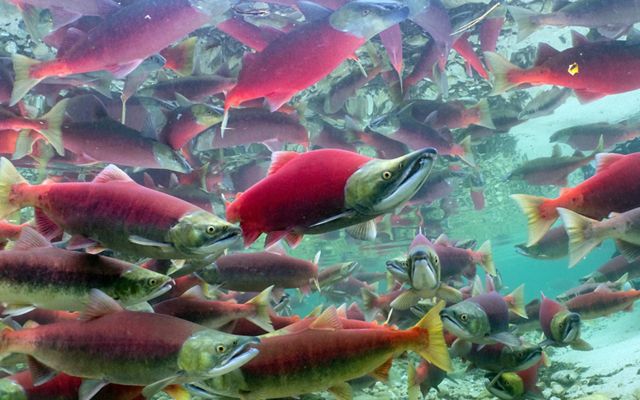 Underwater view of a large school of bright-red sockeye salmon.