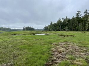 A view of a salt marsh with small forested islands.