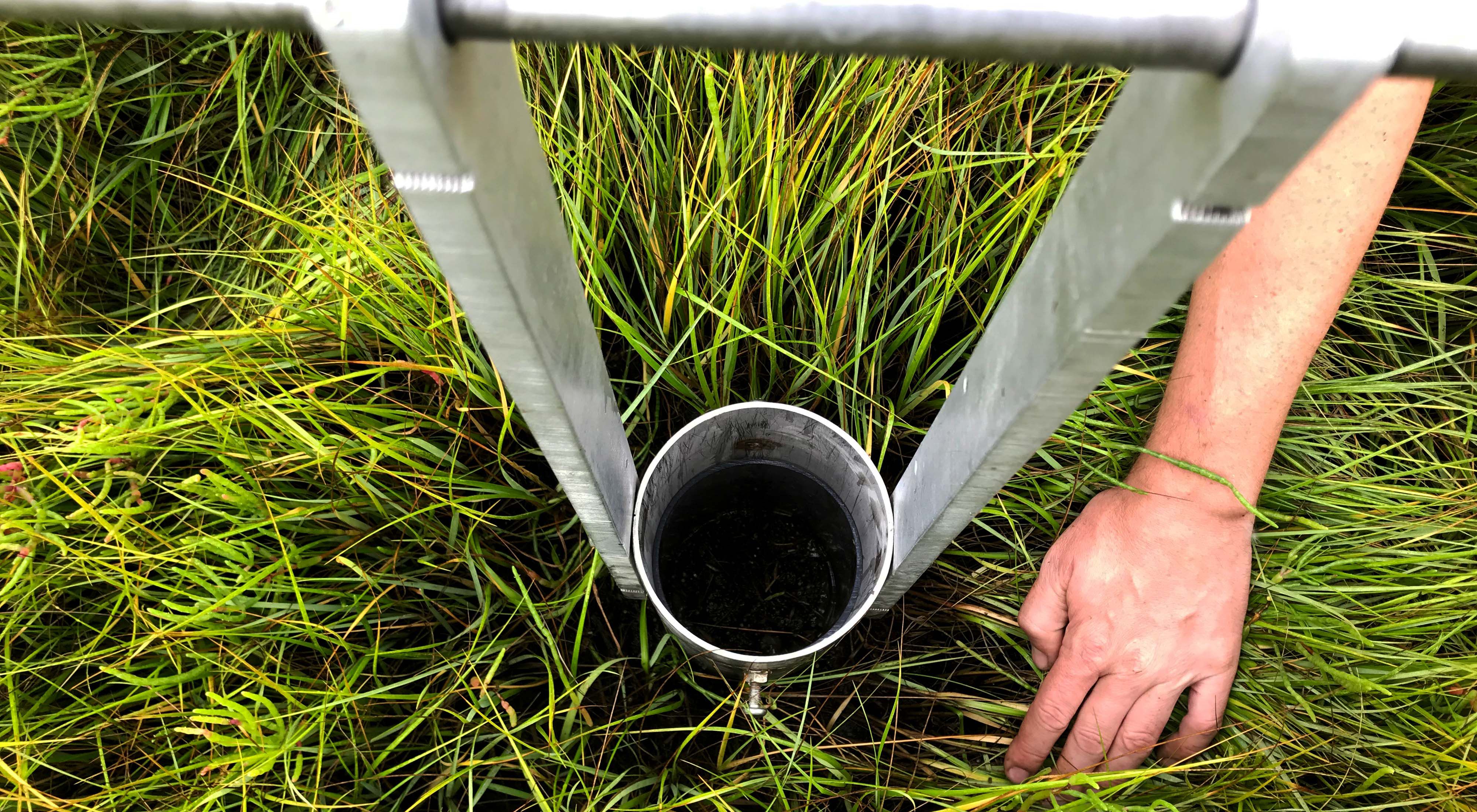 View looking down on a metal cylinder cutting a core sample in salt marsh grass and soil.
