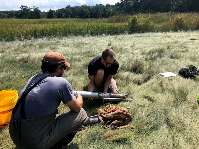 Two researchers crouch in marsh grass preparing a cylindrical metal corer.