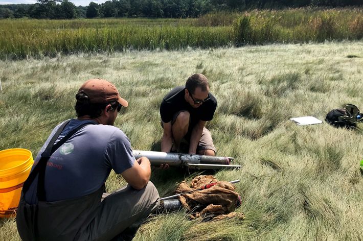 Two researchers crouch in marsh grass preparing a cylindrical metal corer.