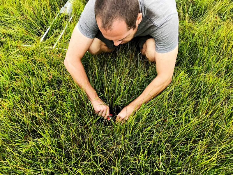Troy Hill cuts marsh grasses with a knife.
