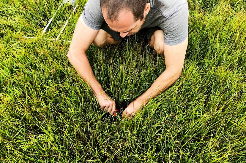 Troy Hill cuts marsh grasses with a knife.