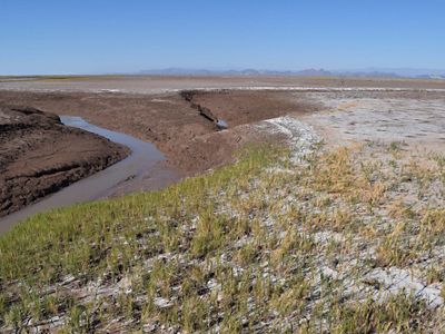 Salt grass is returning to the upper estuary in the Colorado River Delta.