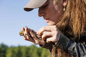 A scientist studies a bird closely in his hand.