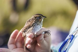 A small salt marsh sparrow is held in a researcher's hand. The bird has a small white leg band.