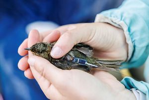 small brown bird being held with a small transmitter tag on its back.