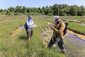 Two people standing in a saltmarsh conducting research.