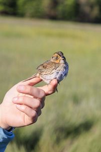 A small bird standing on a person's hand.