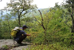 A man wearing a yellow backpack crouches to get closer to a low plant to examine the leaves. A forested ridge rises across a valley in front of him.