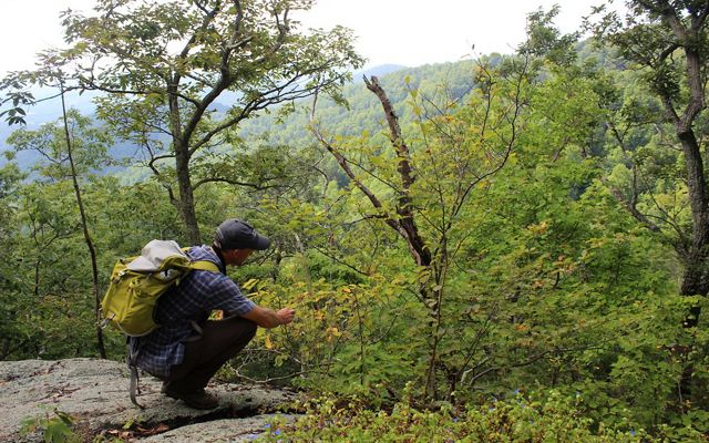 A man wearing a yellow backpack crouches to get closer to a low plant to examine the leaves. A forested ridge rises across a valley in front of him.