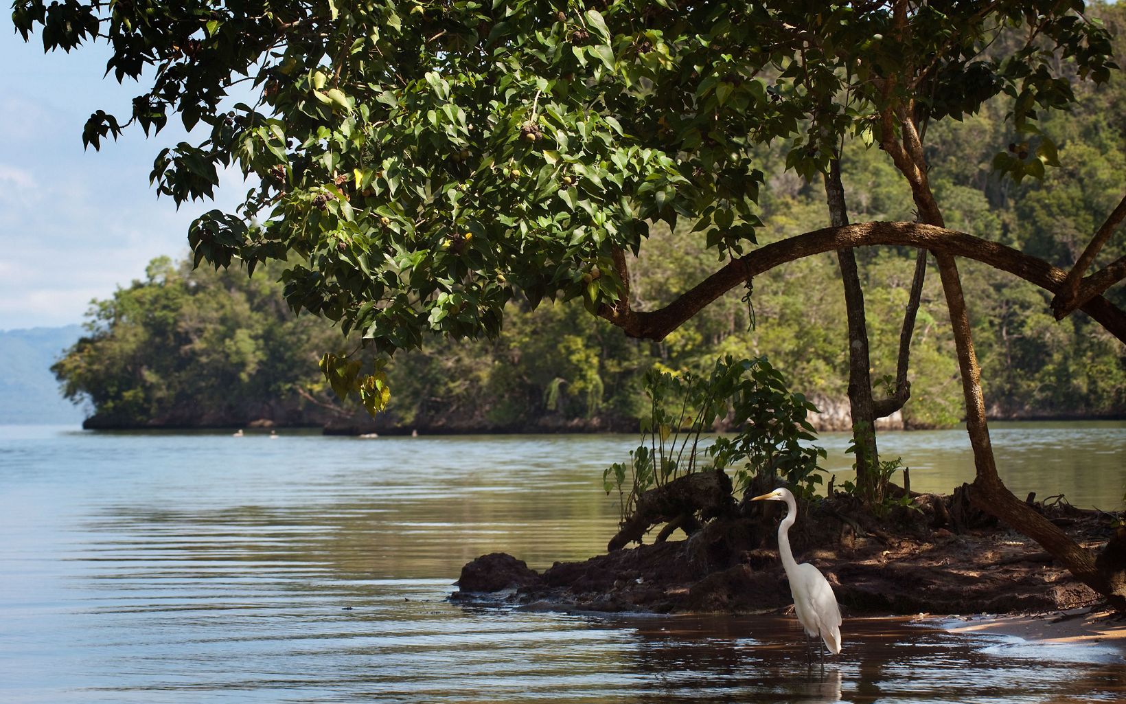 
                
                  Samaná Bay wildlife Samaná Bay in the Dominican Republic, a key seascape TNC supports to preserve vital wildlife habitat and protect the marine biodiversity that supports surrounding communities.
                  © Mark Godfrey/TNC
                
              