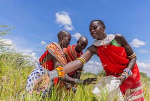 Women collect grass seeds in Westgate Conservancy. © Anthony Onyango/TonyWild