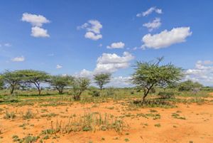 A grassland restoration site in Meibae Conservancy, northern Kenya. © Anthony Onyango/TonyWild