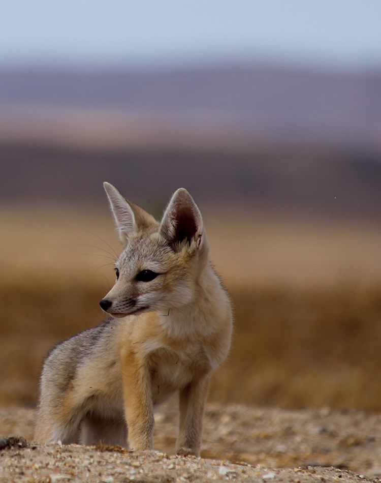San Joaquin Fox
