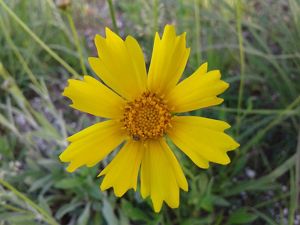 Close-up of yellow sand coreopsis flower. 