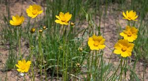 Several yellow flowers bloom on the Kankakee Sands prairie.