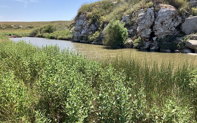 A flowing creek separates native plants and a rock formation.