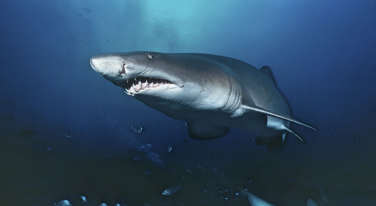 Sand tiger shark swims toward the camera.