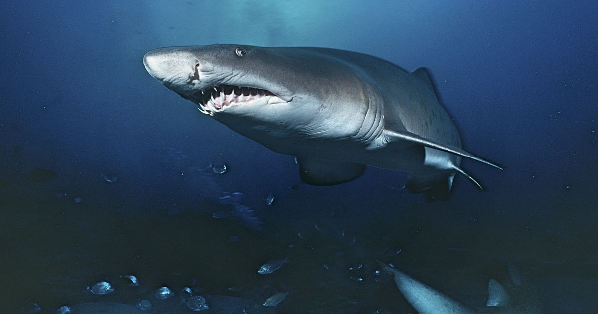 Why It Seems Like There Are More Sharks Around The Jersey Shore
