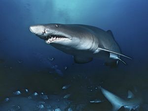 A sand tiger shark is swimming in the ocean. 