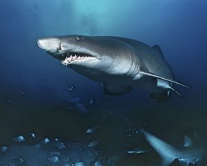A tiger shark swims toward the camera.