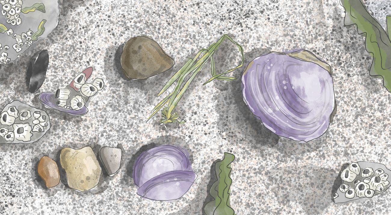 Illustration of seashells lying on a beach.
