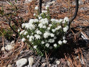 A plant with white flowers grows among pine needles covering the forest floor.