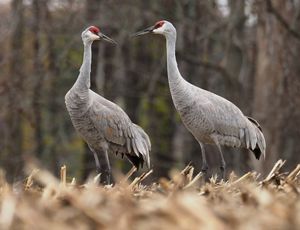 Two sandhill cranes stand in a field and look at each other.