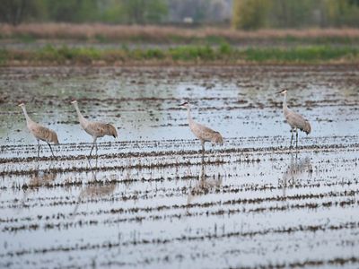 Sandhill cranes (Grus canadensis) in rice fields in Colusa, California.
