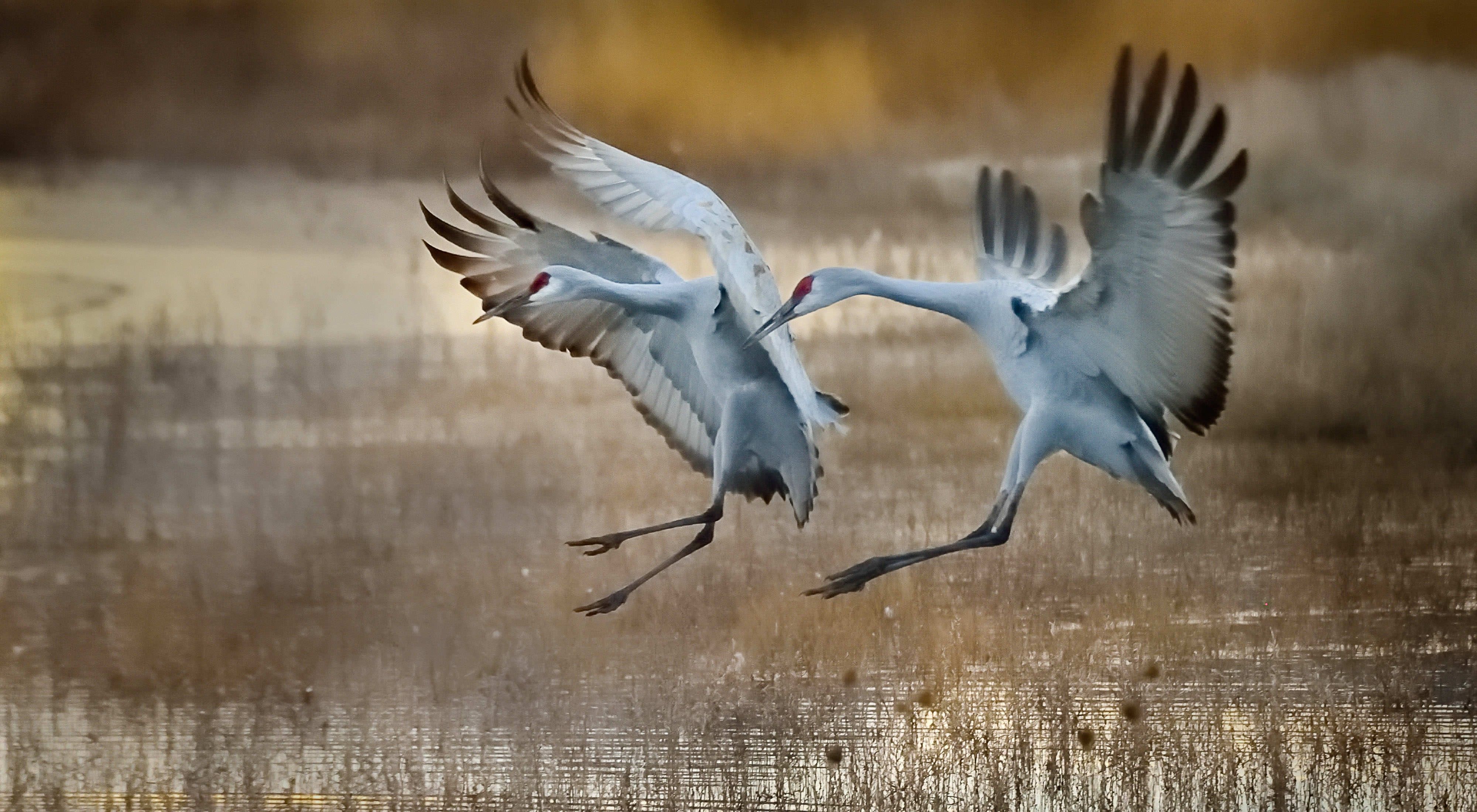 Two adult sandhill cranes lift their wings and extend their legs as they come down to land in a shallow marsh.