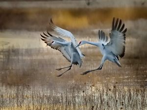Two sandhill cranes land in the marsh grass.