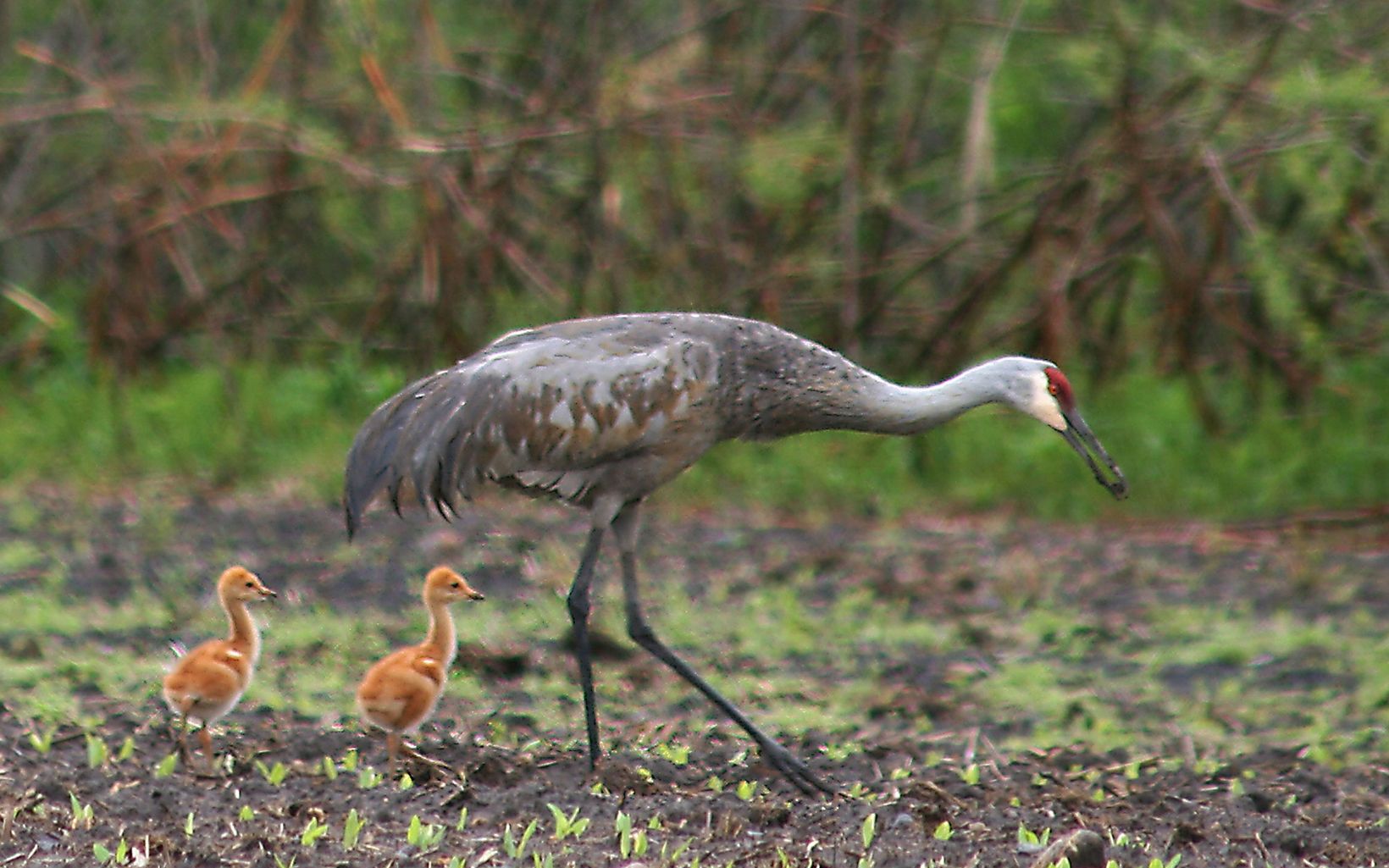  Sandhill cranes are one of the many species of birds that depend on the habitat at Chiwaukee Prairie.