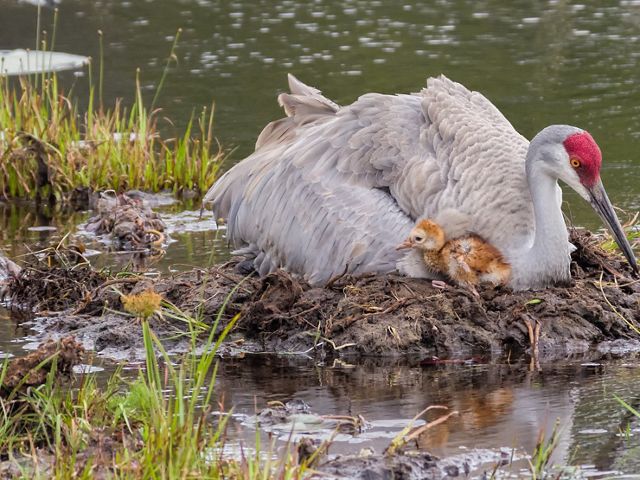A large gray bird with a red crown nests in an open wetland with a small chick poking out from under its mother.