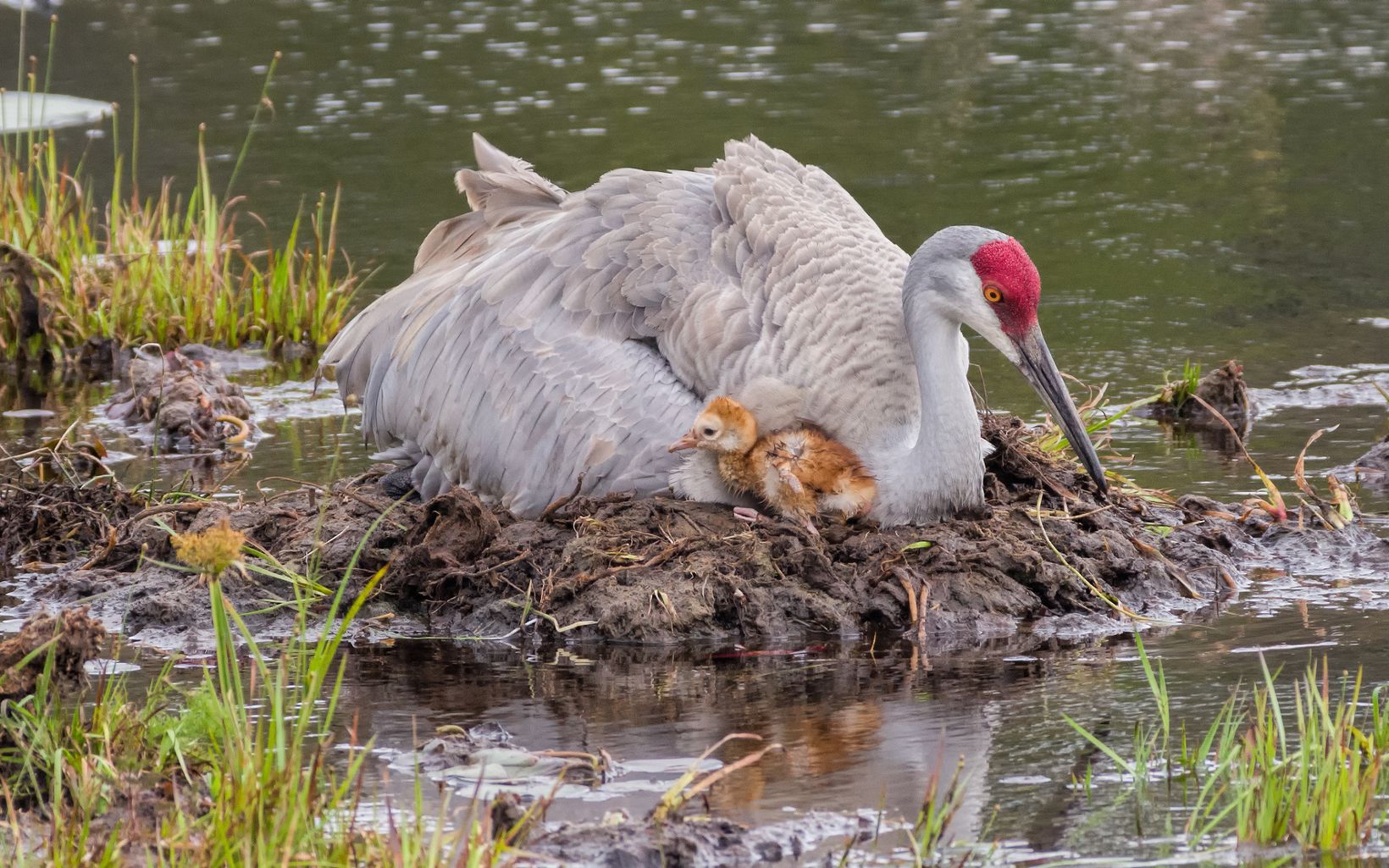 Sandhill Crane and Chick The preserve also supports a variety of birds including migratory and nesting ducks, geese, trumpeter swans and wading birds like sandhill cranes, which nest there. © Lawrence Crovo, CC BY-ND 2.0