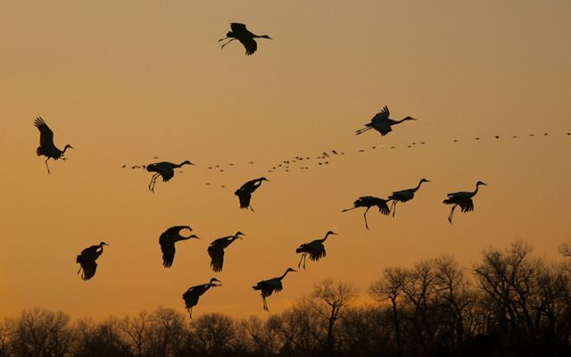 Sandhill cranes in flight against a sunset.