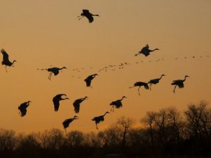 Birds silhouetted in flight against a light orange sky.