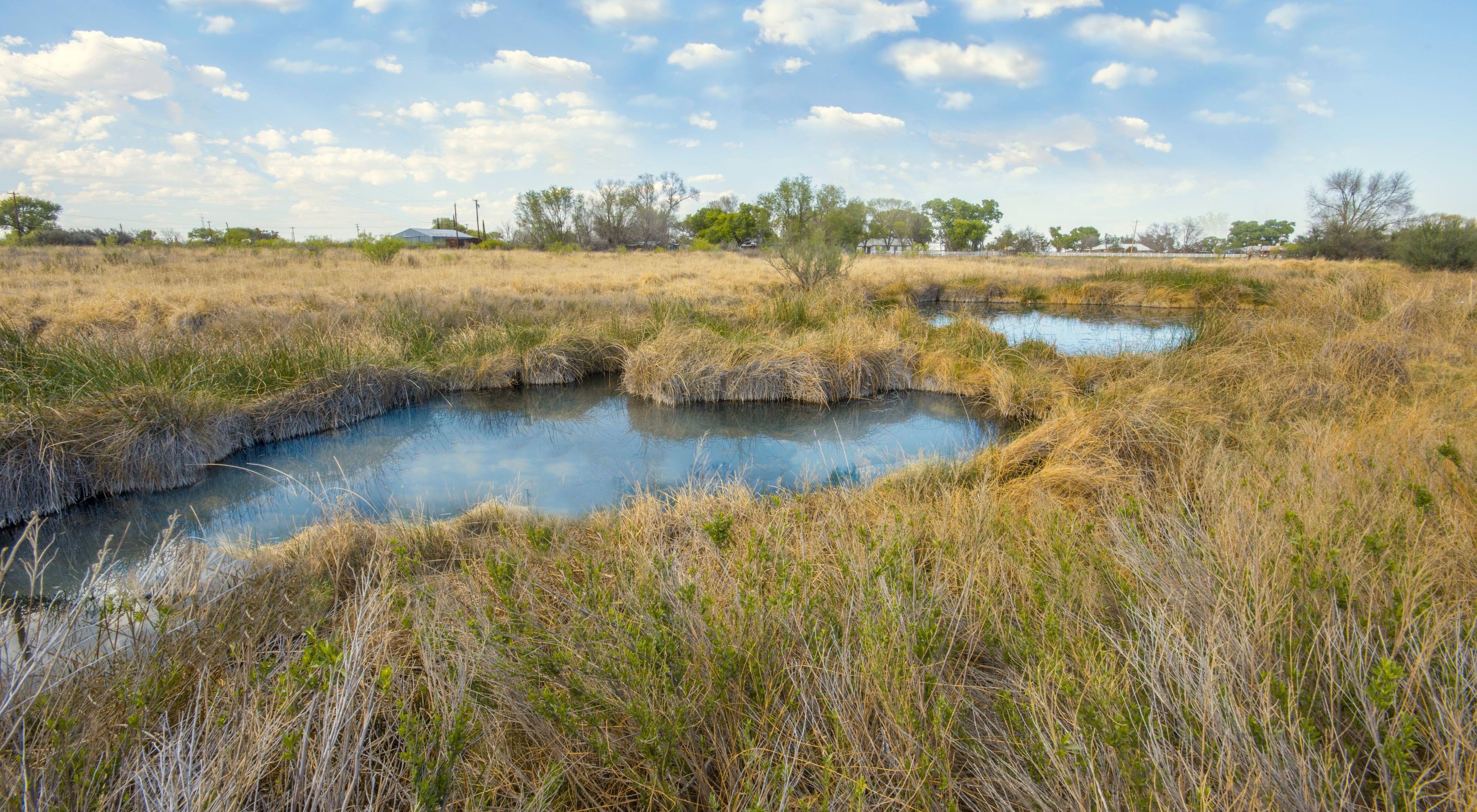 Two clear blue springs are surrounded by tall grass.
