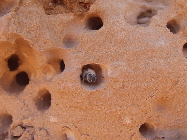 A sandstone digger bee pops its head out from its hole.